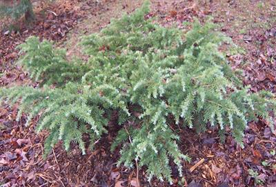 Cedrus deodora